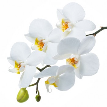 Стол обеденный Танго белый/Орхидея в Минусинске - minusinsk.mebel54.com | фото